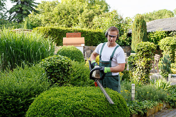 Trusted Huntsville, TX Tree Removal Services Experts